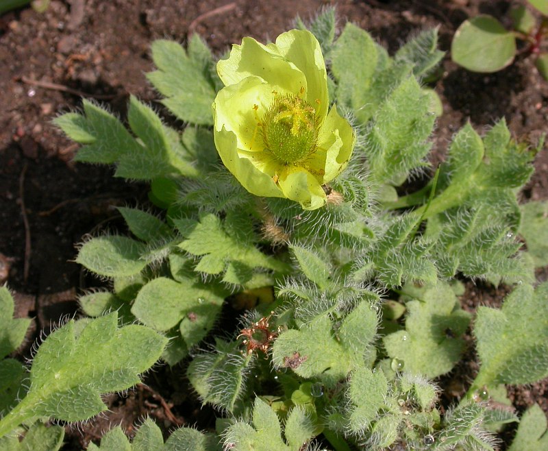 Изображение особи семейство Papaveraceae.