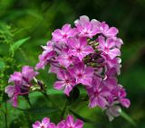 Phlox paniculata