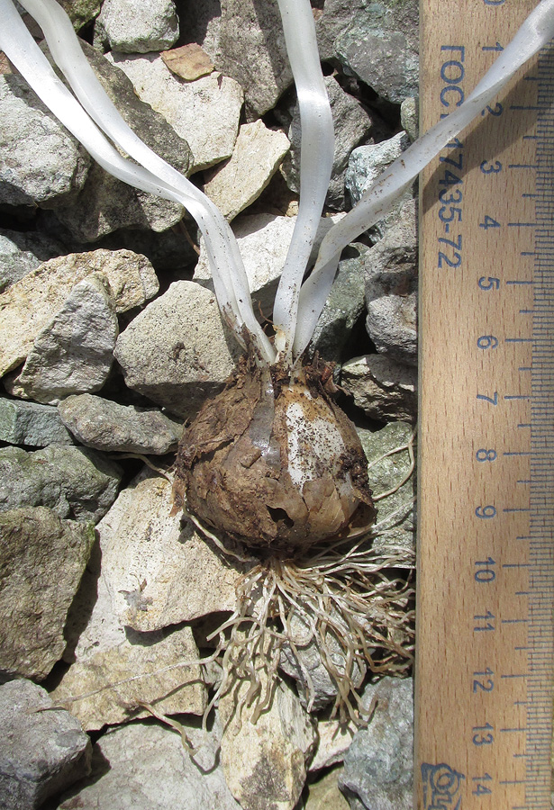 Image of Nectaroscordum bulgaricum specimen.