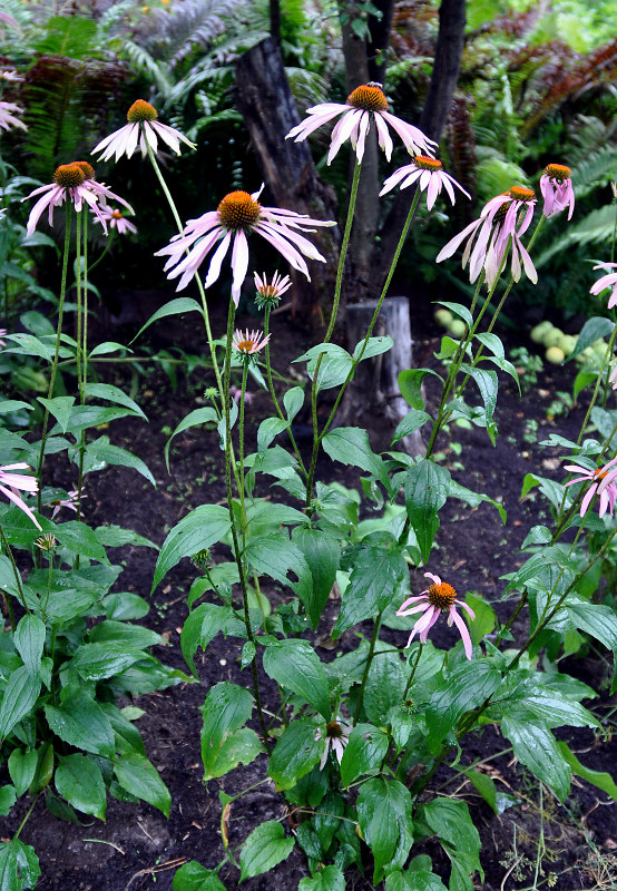 Изображение особи Echinacea purpurea.