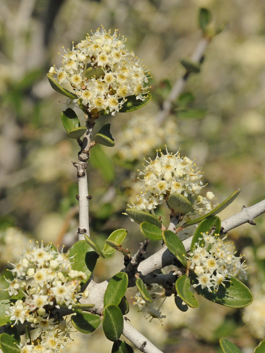 Изображение особи Ceanothus cuneatus.