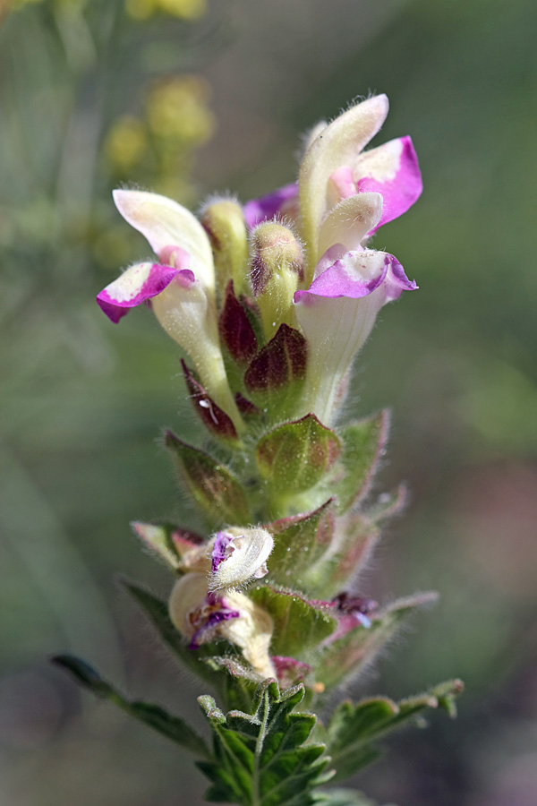 Изображение особи Scutellaria adsurgens.