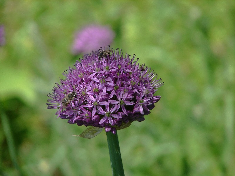 Изображение особи Allium suworowii.