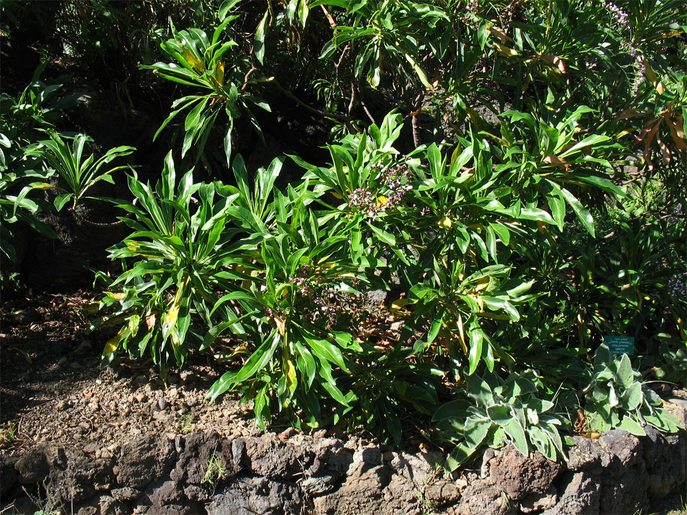 Image of Limonium dendroides specimen.