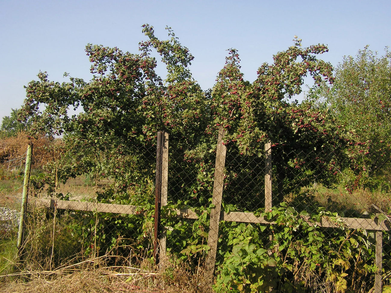 Image of Crataegus volgensis specimen.