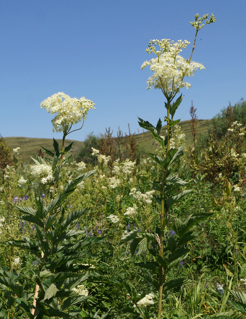 Image of Filipendula ulmaria specimen.