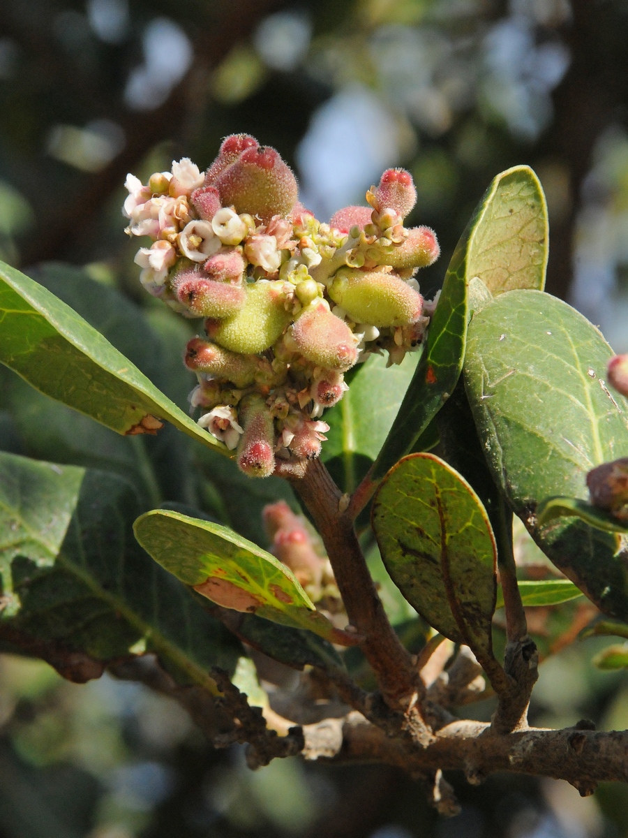 Image of Rhus integrifolia specimen.