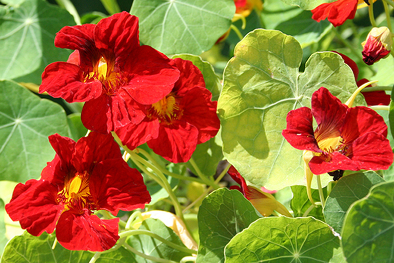 Изображение особи Tropaeolum majus.