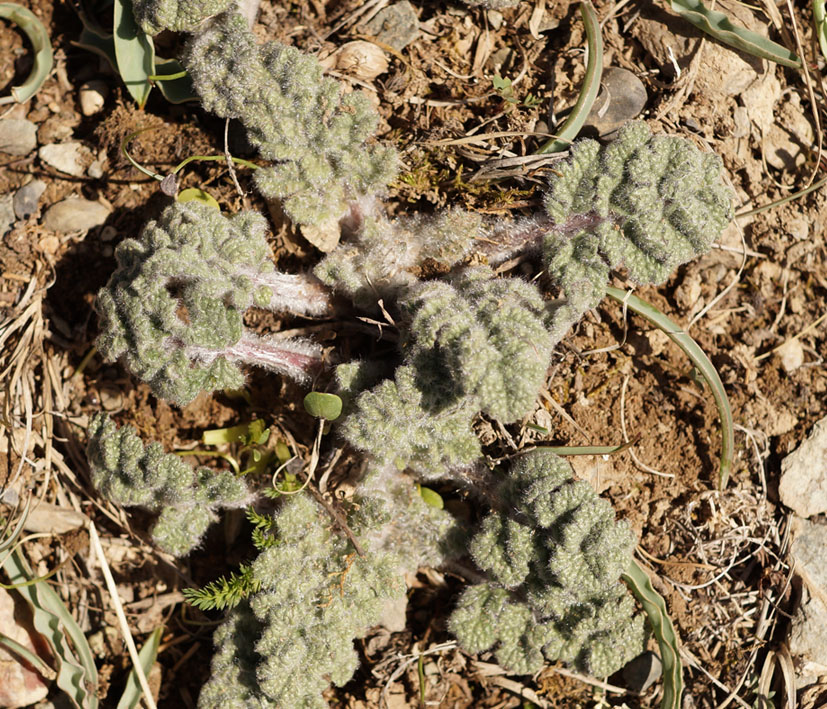 Изображение особи семейство Lamiaceae.