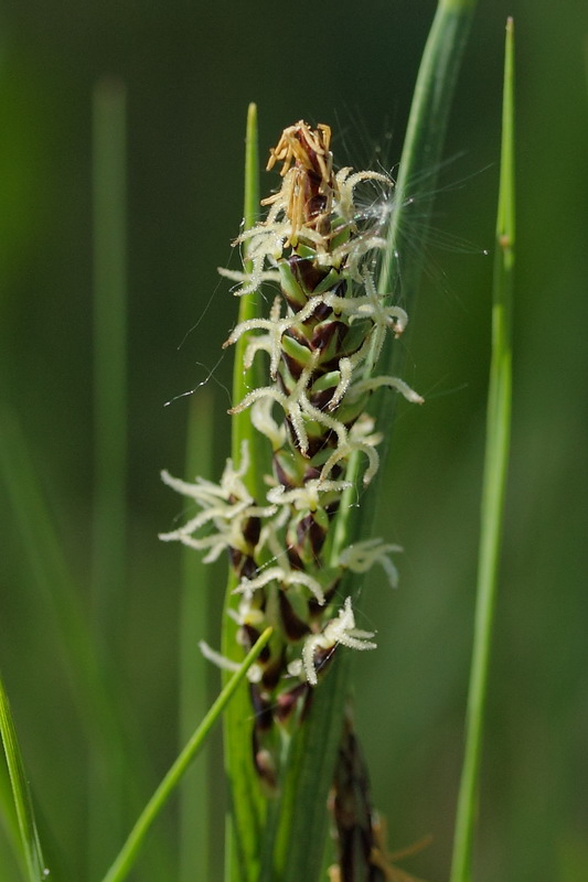 Изображение особи Carex panicea.