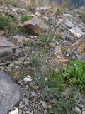 Bupleurum polyphyllum