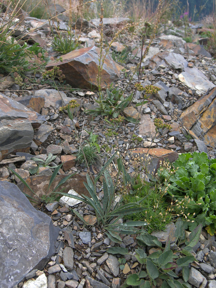 Image of Bupleurum polyphyllum specimen.
