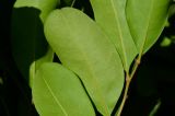 Cupaniopsis anacardioides