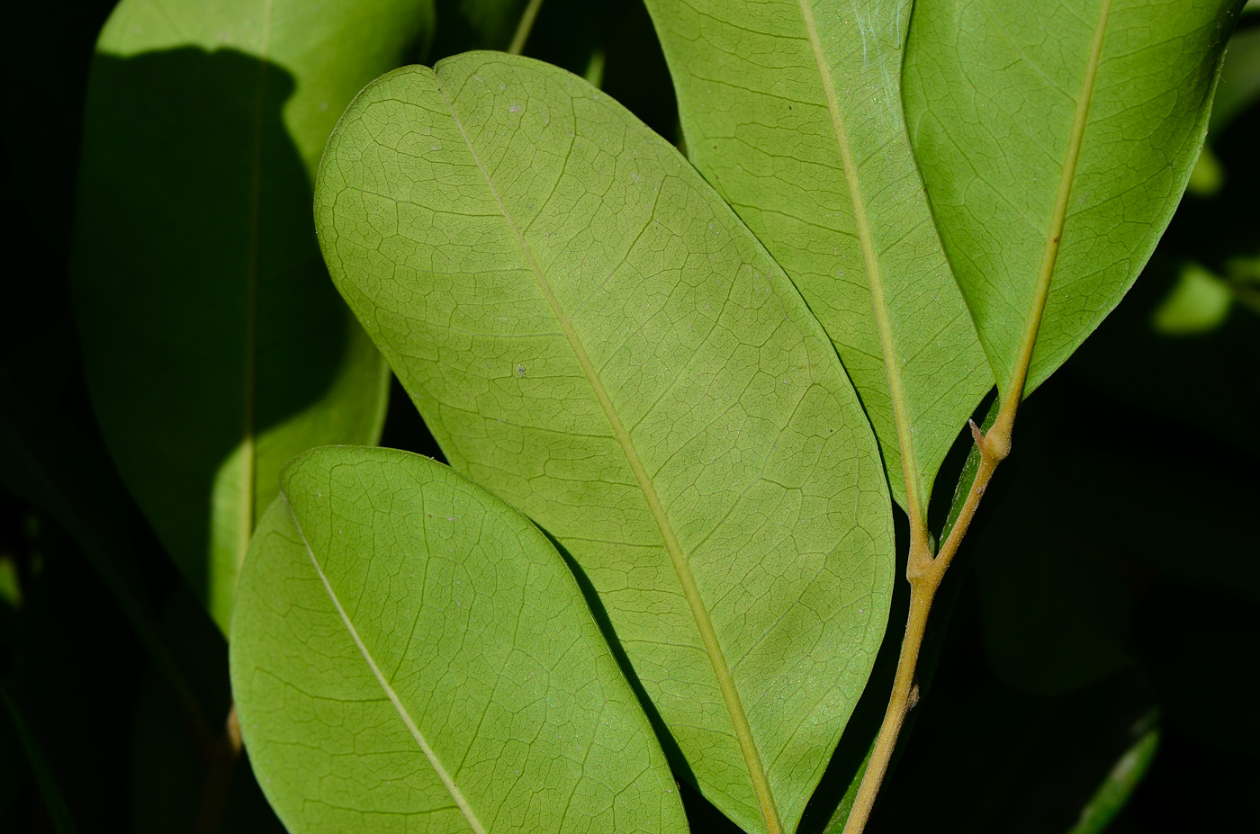 Image of Cupaniopsis anacardioides specimen.