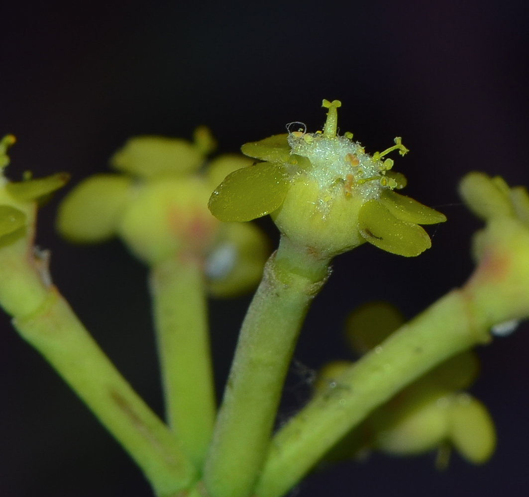 Изображение особи Euphorbia schimperi.