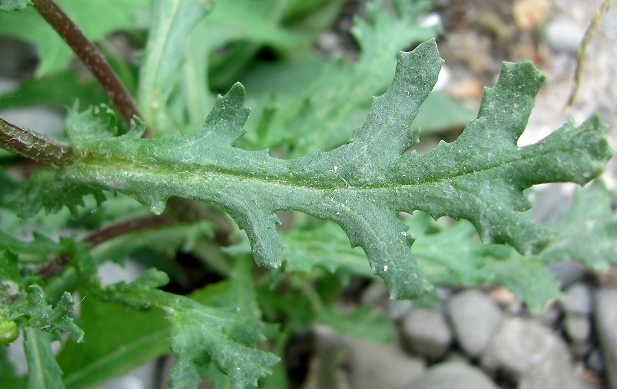 Изображение особи Senecio vulgaris.