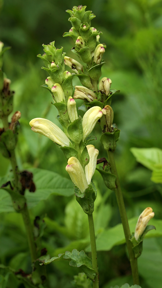 Image of Pedicularis sceptrum-carolinum specimen.