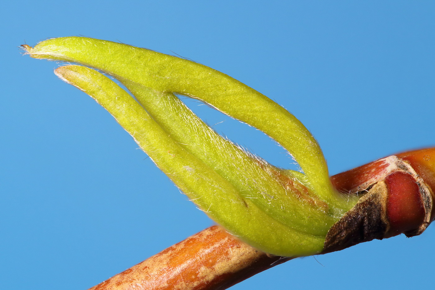 Изображение особи Salix matsudana.