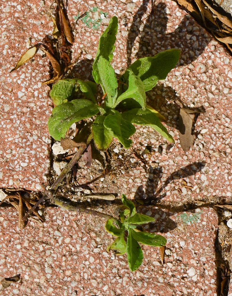 Image of Heterotheca subaxillaris specimen.