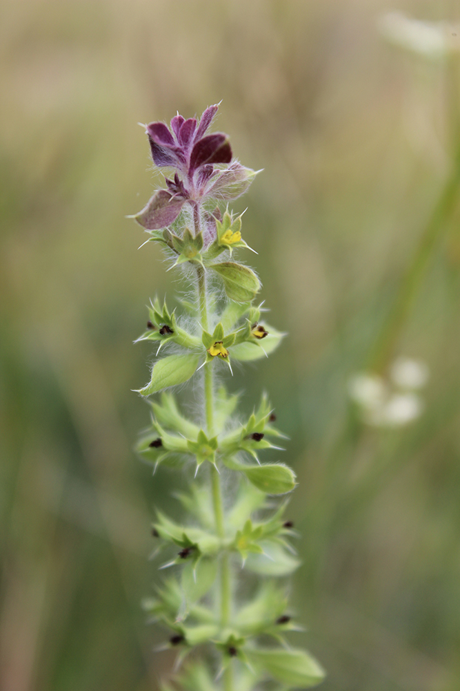 Image of Sideritis montana specimen.