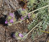 Oxytropis turczaninovii