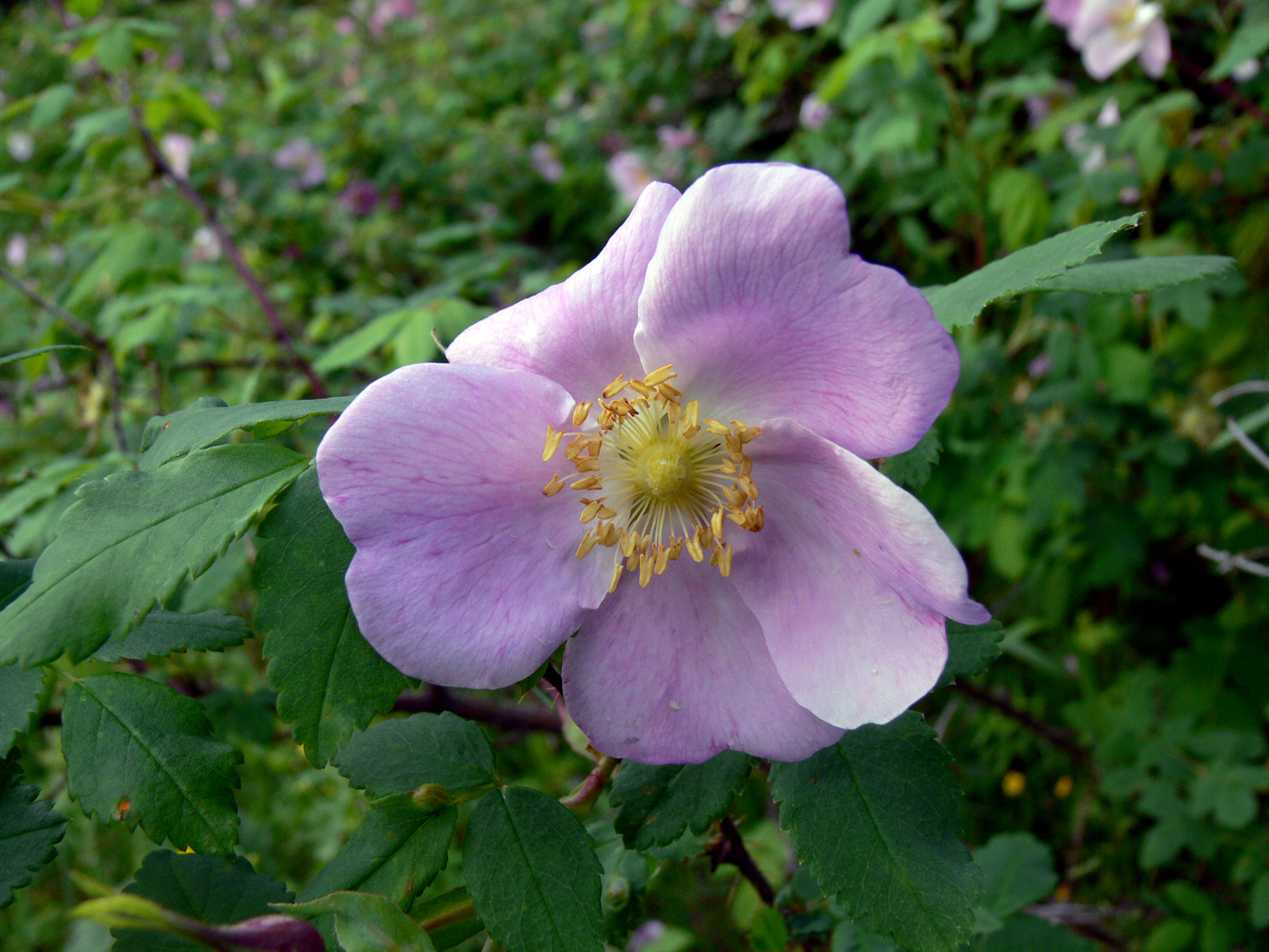 Изображение особи Rosa acicularis.