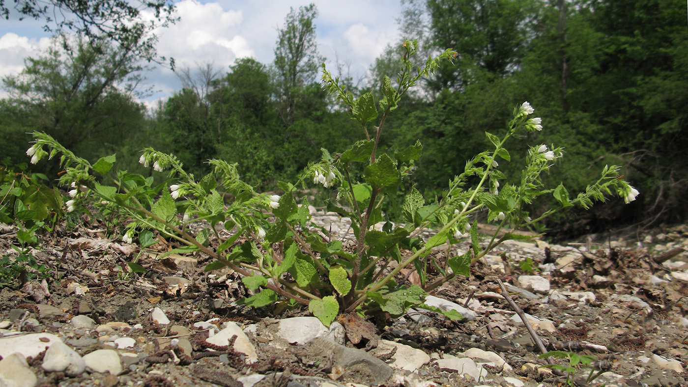 Image of Symphytum tauricum specimen.