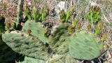 Opuntia humifusa