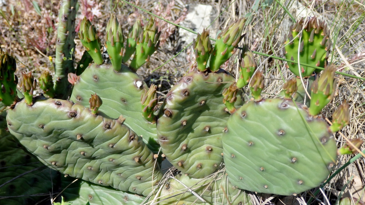 Image of Opuntia humifusa specimen.