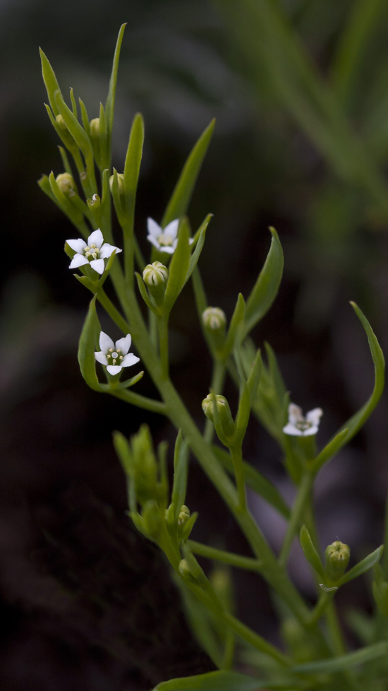 Изображение особи Thesium ramosum.