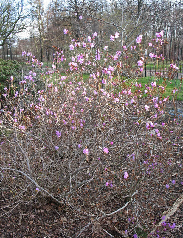 Изображение особи Rhododendron mucronulatum.