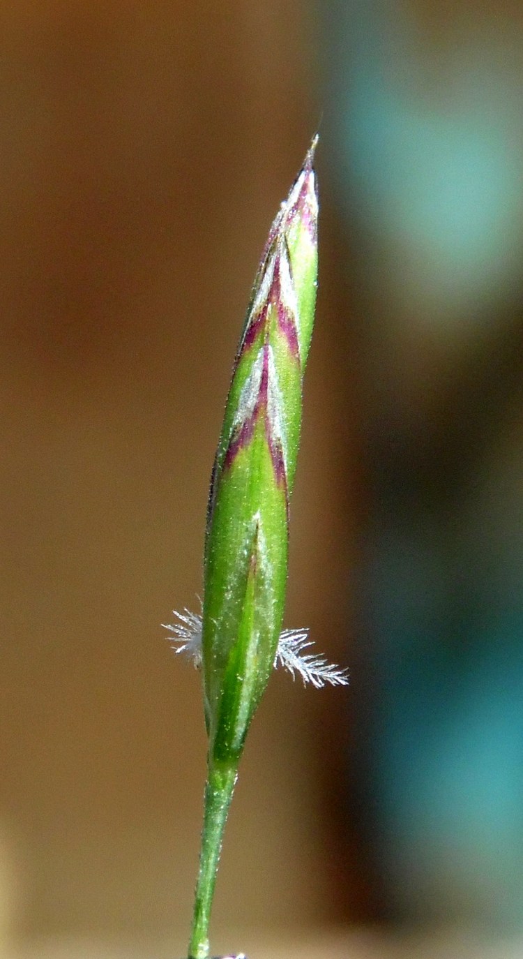 Image of genus Festuca specimen.