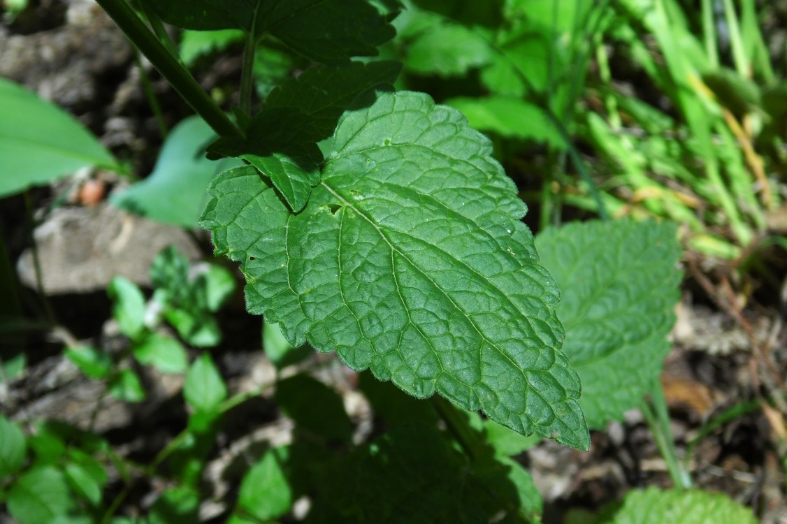 Image of Scutellaria altissima specimen.