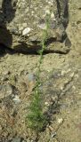 Verbascum orientale