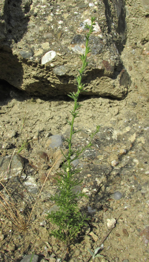 Изображение особи Verbascum orientale.