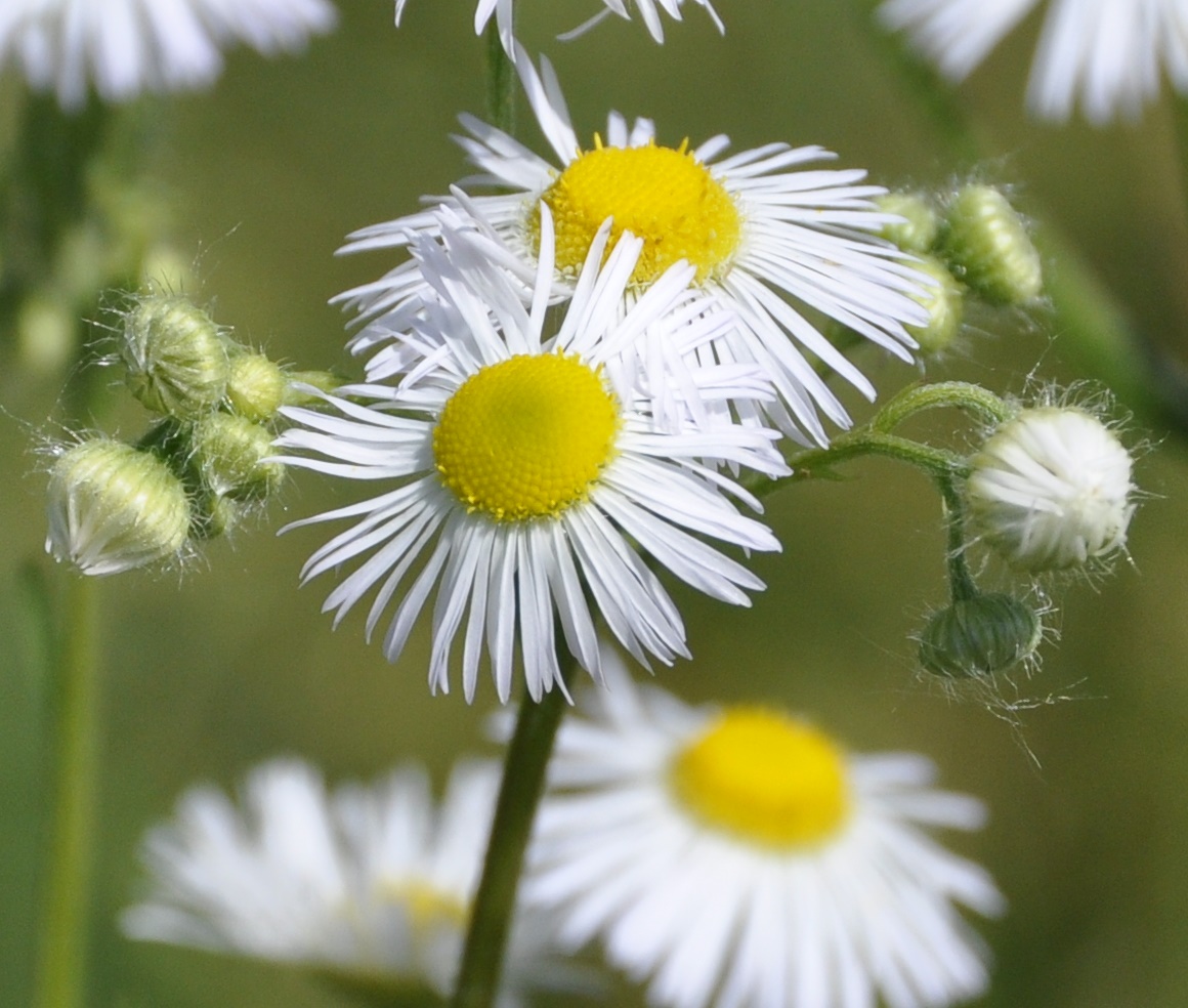 Image of Erigeron annuus specimen.