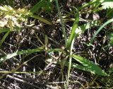 Allium decipiens. Прикорневые листья. Воронежская обл., г. Воронеж, ООПТ Памятник природы «Ботанический сад ВГУ имени Б.М. Козо-Полянского», луг. 28.05.2016.