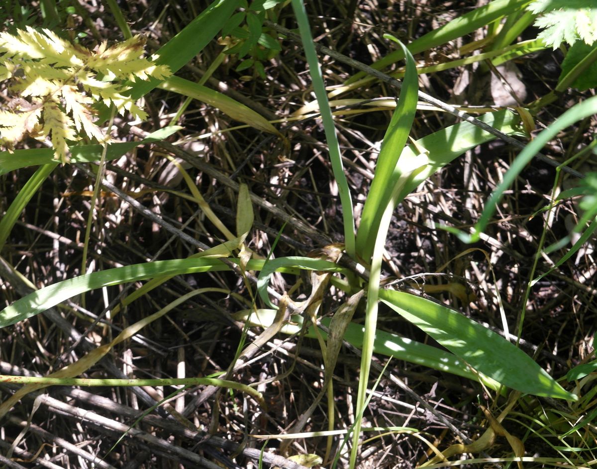 Image of Allium decipiens specimen.