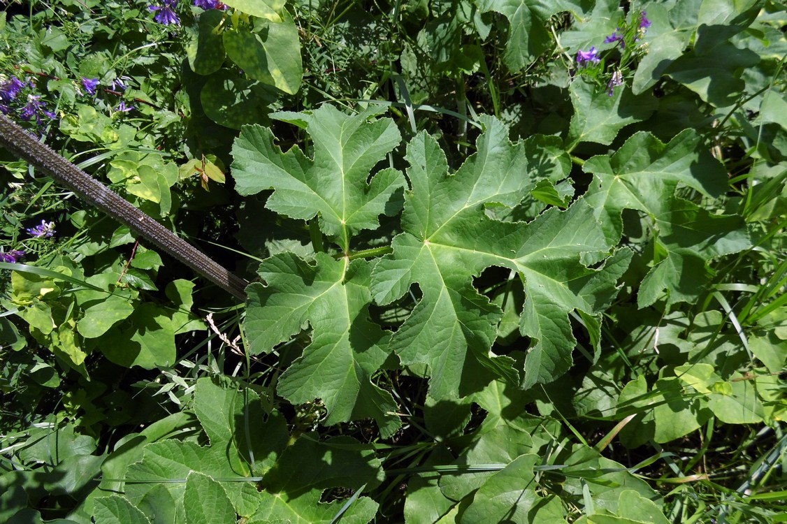 Изображение особи Heracleum sibiricum.