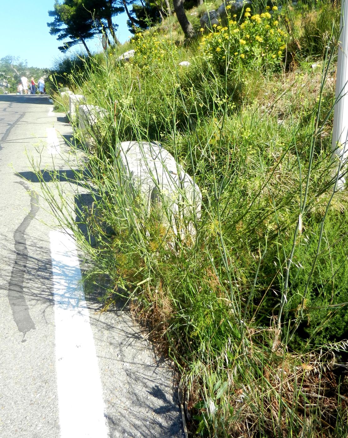 Image of Foeniculum vulgare specimen.