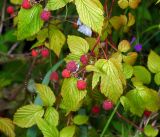 Rubus idaeus