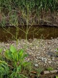 Alisma plantago-aquatica. Цветущие растения. Приморье, окр. г. Находка, бухта Отрада, у ручья. 22.07.2016.