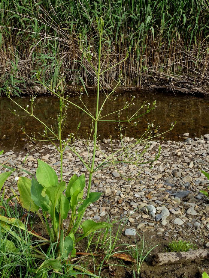 Изображение особи Alisma plantago-aquatica.