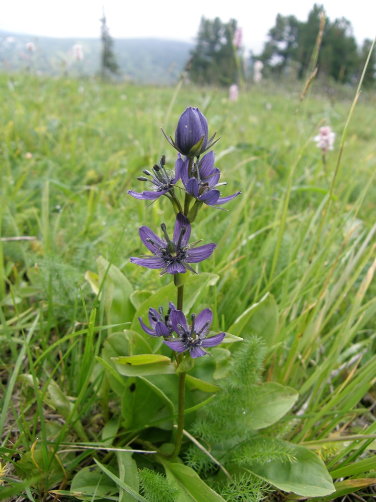 Image of Swertia obtusa specimen.