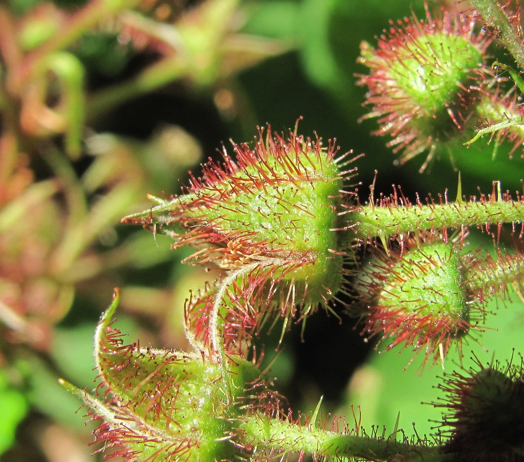 Изображение особи Rubus hirtus.