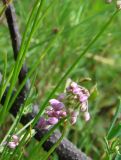 Allium rubens