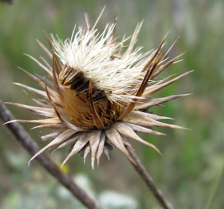 Image of Jurinea blanda specimen.