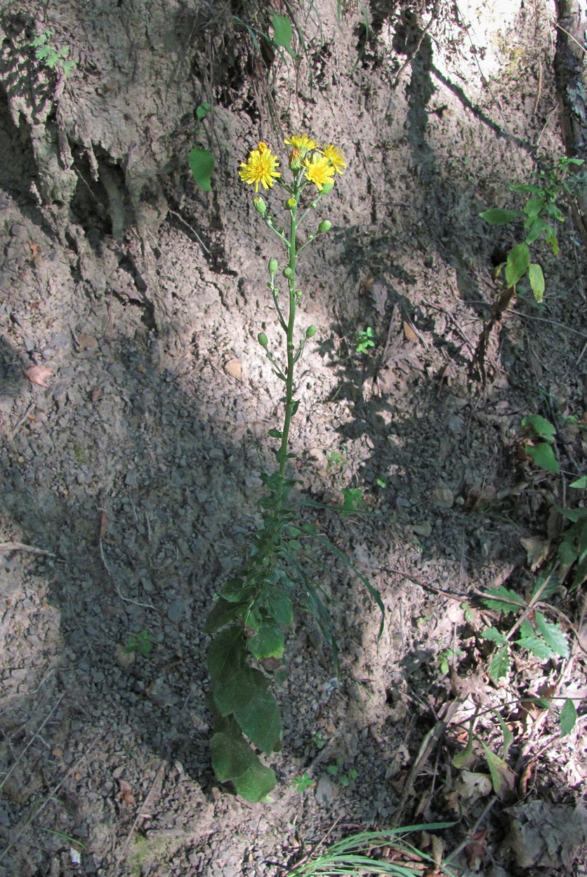 Image of genus Hieracium specimen.