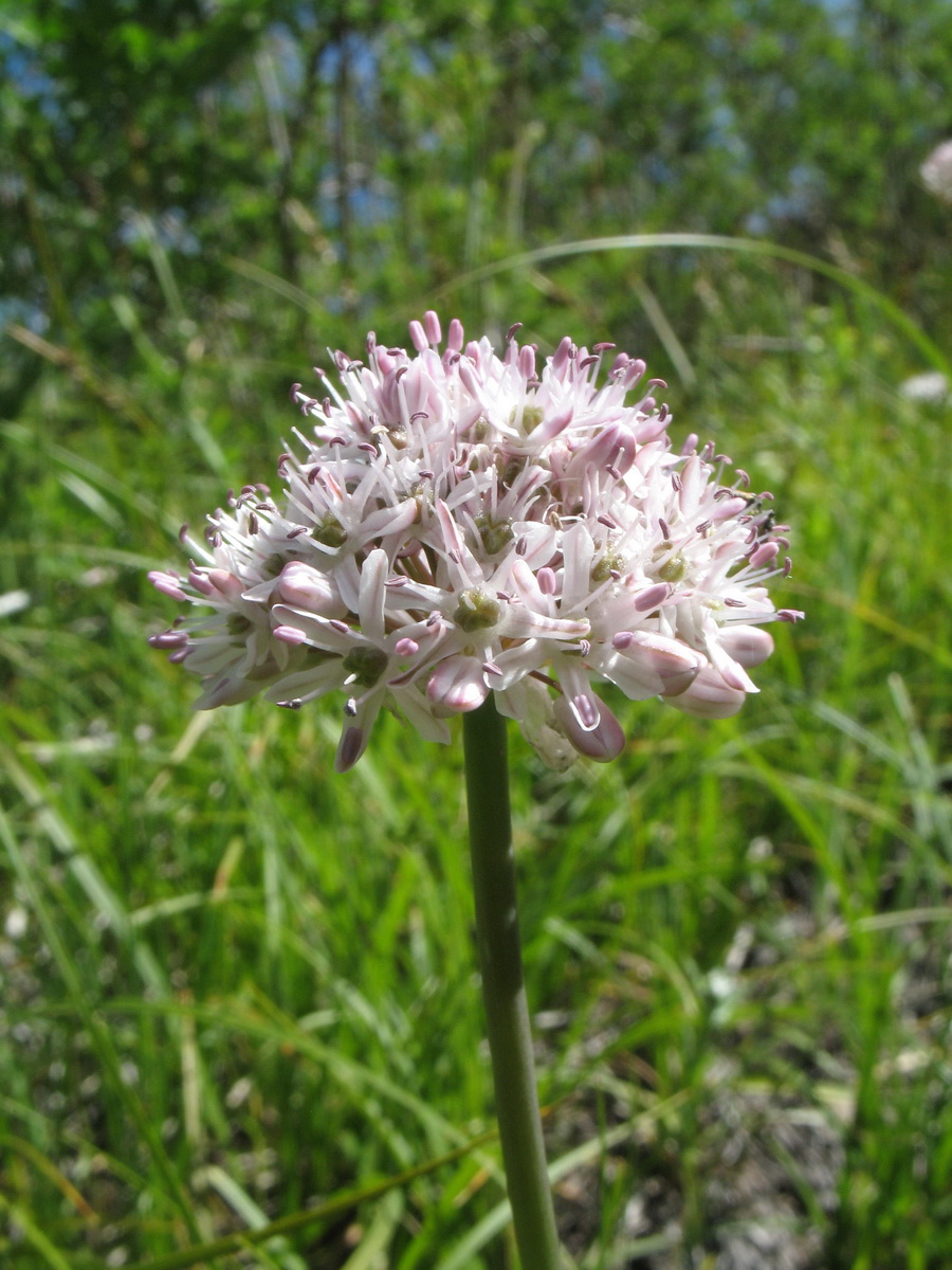 Изображение особи Allium koksuense.