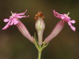 Silene brahuica